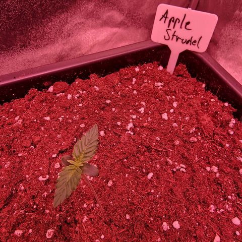 Apple Strudel  Auto growlog timeline photo