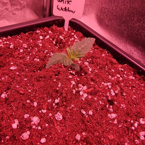 Original Auto White Widow growlog timeline photo