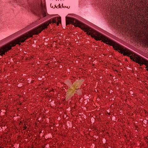 Original Auto White Widow growlog timeline photo