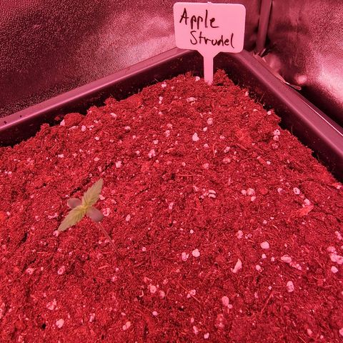 Apple Strudel  Auto growlog timeline photo