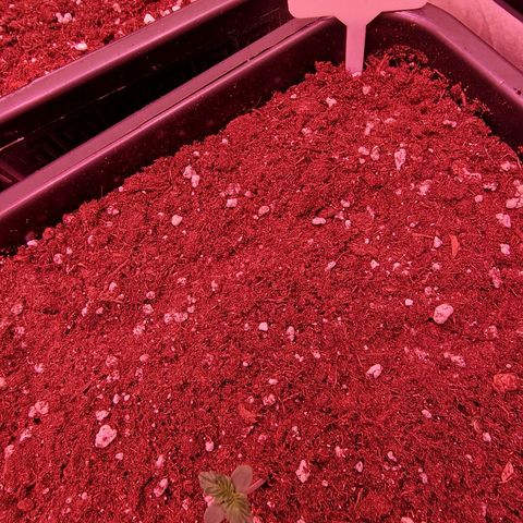 Original Auto OG Kush growlog timeline photo