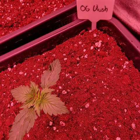 Original Auto OG Kush growlog timeline photo