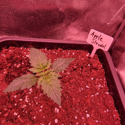 Apple Strudel  Auto growlog timeline photo