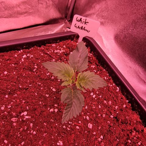 Original Auto White Widow growlog timeline photo