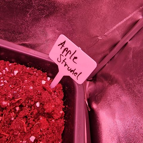 Apple Strudel  Auto growlog timeline photo