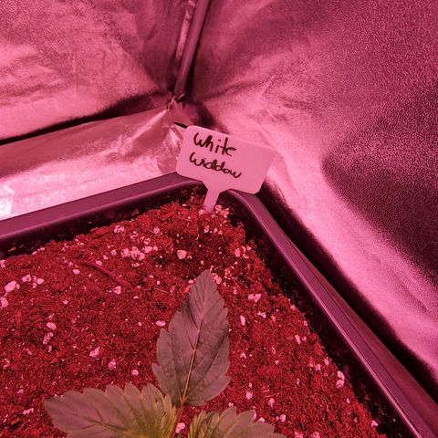 Original Auto White Widow growlog timeline photo