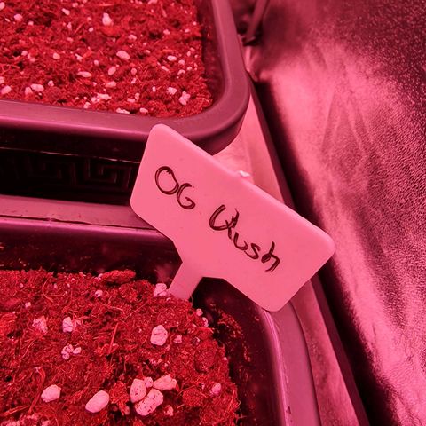Original Auto OG Kush growlog timeline photo