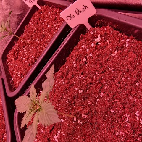Original Auto OG Kush growlog timeline photo