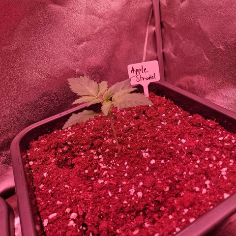 Apple Strudel  Auto growlog timeline photo