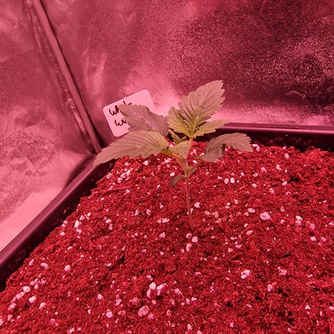 Original Auto White Widow growlog timeline photo