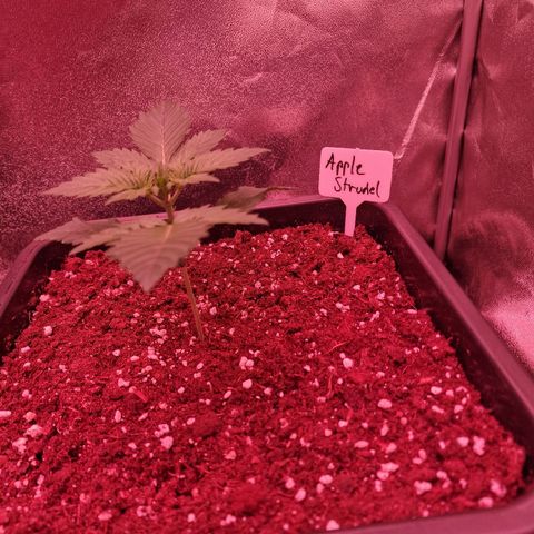 Apple Strudel  Auto growlog timeline photo