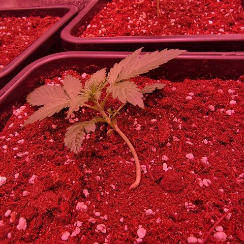 Original Auto OG Kush growlog photo: Pflanze aufgerichtet 
