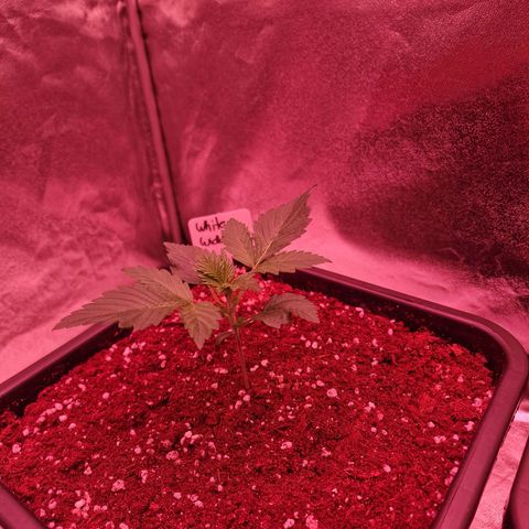 Original Auto White Widow growlog timeline photo