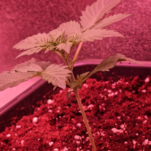 Apple Strudel  Auto growlog timeline photo