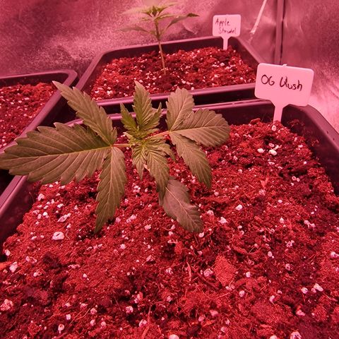 Original Auto OG Kush growlog timeline photo