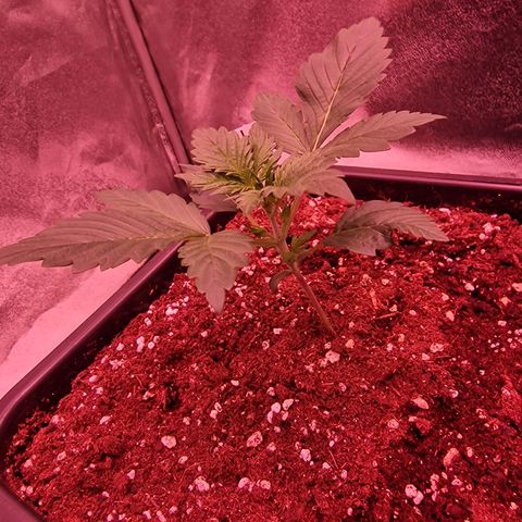 Original Auto White Widow growlog timeline photo