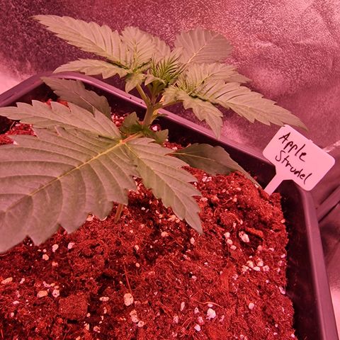 Apple Strudel  Auto growlog timeline photo