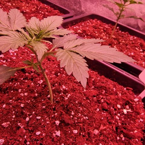 Original Auto OG Kush growlog timeline photo