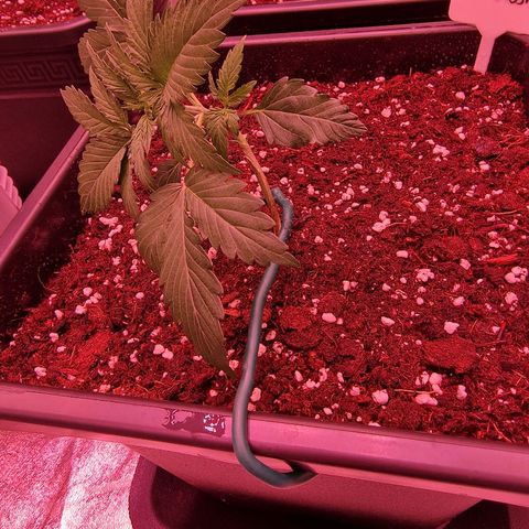 Original Auto OG Kush growlog photo: Pflanze befestigt,  weil knick im Wachturm 🤷🏽