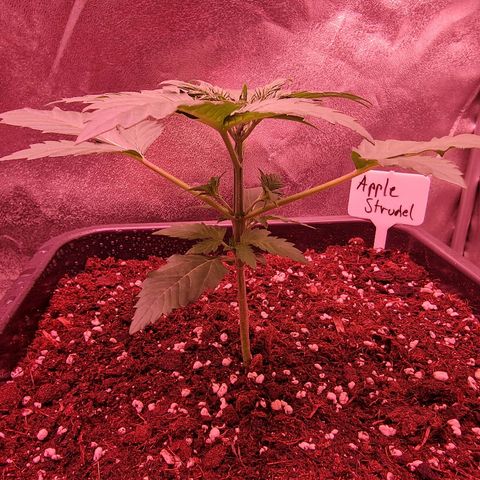 Apple Strudel  Auto growlog timeline photo