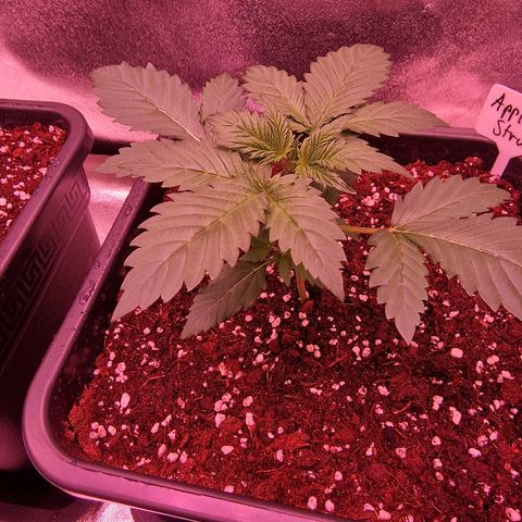 Apple Strudel  Auto growlog timeline photo