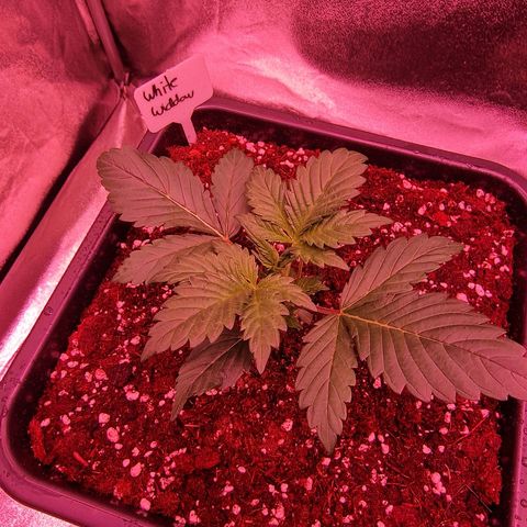Original Auto White Widow growlog timeline photo