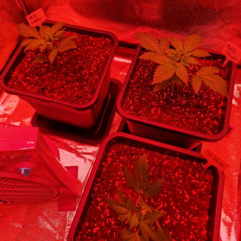 Apple Strudel  Auto growlog timeline photo