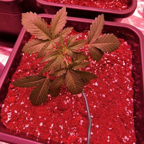 Original Auto OG Kush growlog timeline photo