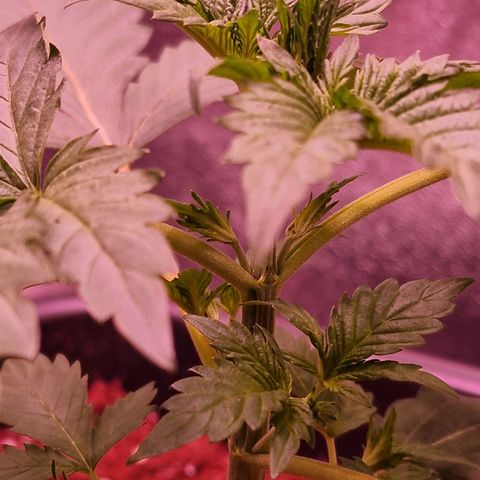 Apple Strudel  Auto growlog timeline photo