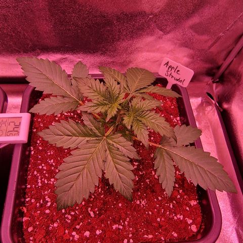 Apple Strudel  Auto growlog timeline photo