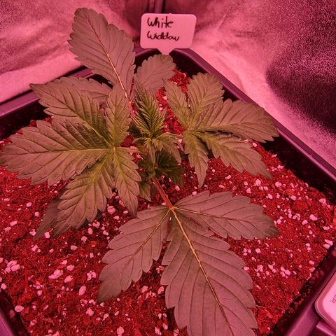 Original Auto White Widow growlog timeline photo