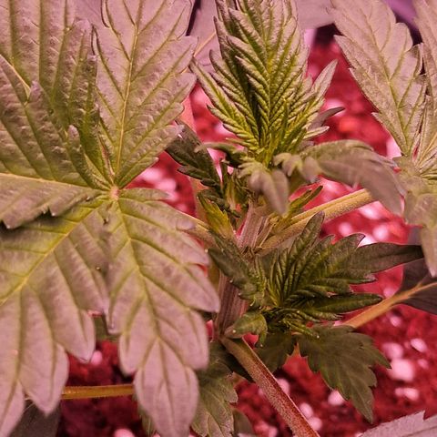 Original Auto White Widow growlog timeline photo