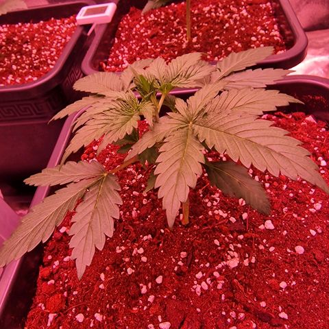 Original Auto OG Kush growlog timeline photo