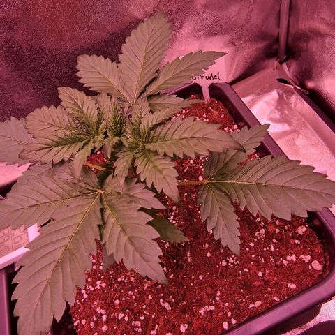Apple Strudel  Auto growlog timeline photo