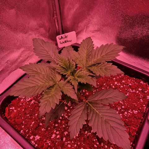 Original Auto White Widow growlog timeline photo