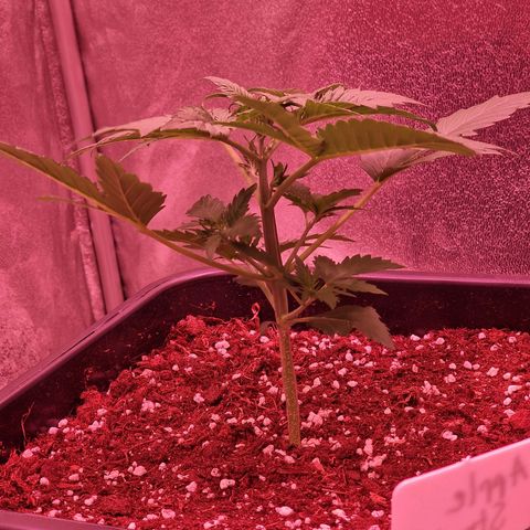 Apple Strudel  Auto growlog timeline photo