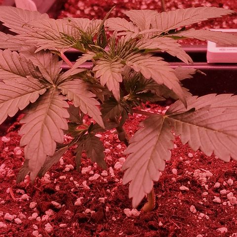 Original Auto OG Kush growlog timeline photo