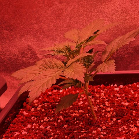 Original Auto White Widow growlog timeline photo