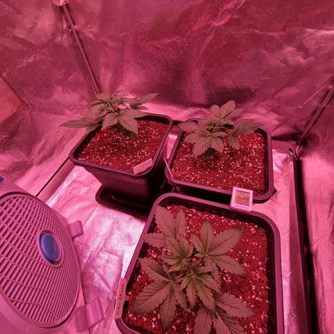 Apple Strudel  Auto growlog timeline photo