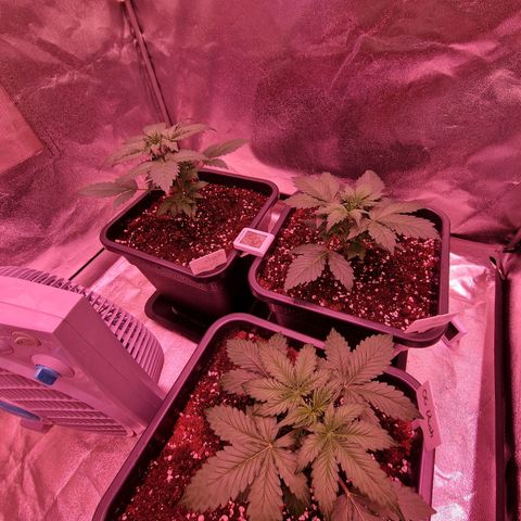 Apple Strudel  Auto growlog timeline photo