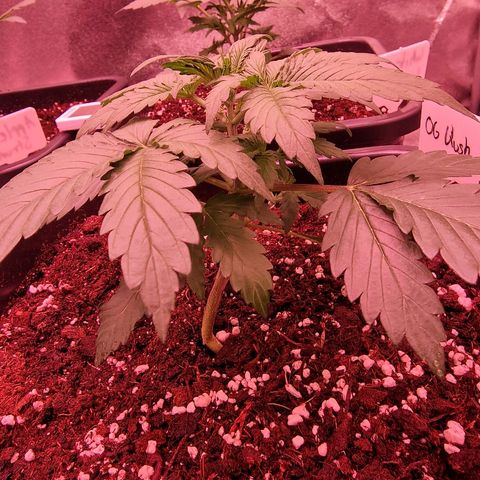 Original Auto OG Kush growlog timeline photo