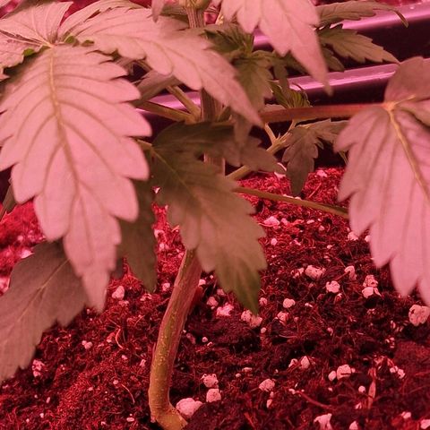 Original Auto OG Kush growlog timeline photo
