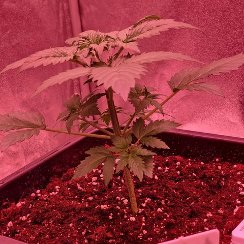 Apple Strudel  Auto growlog timeline photo