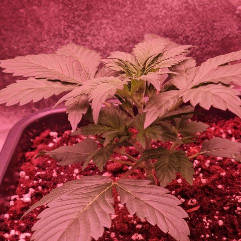 Original Auto White Widow growlog timeline photo