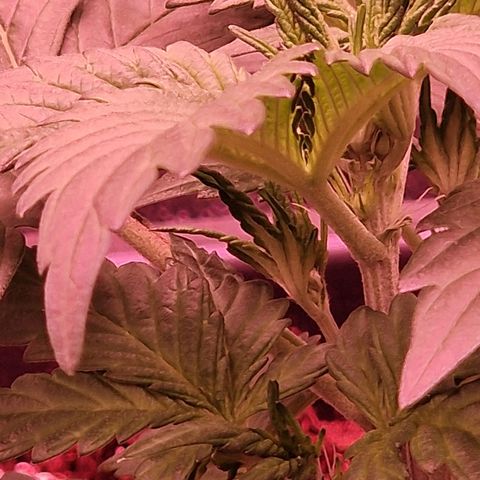 Original Auto White Widow growlog timeline photo
