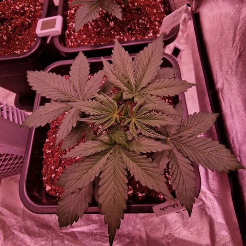 Original Auto OG Kush growlog timeline photo
