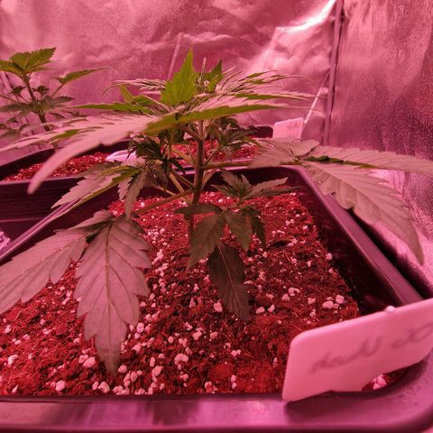 Original Auto OG Kush growlog timeline photo