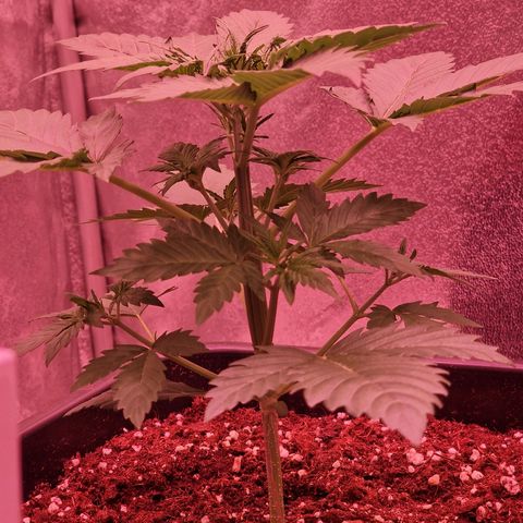 Apple Strudel  Auto growlog timeline photo