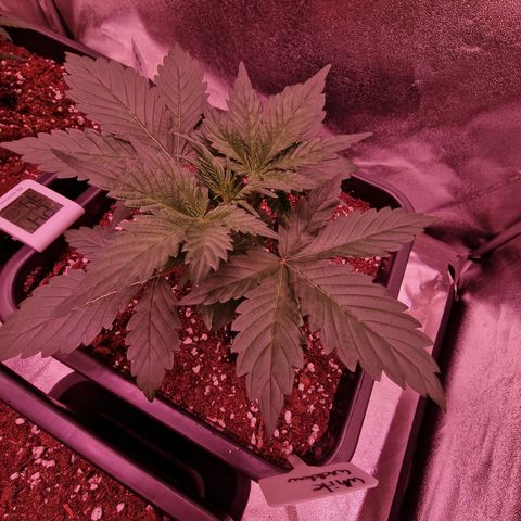 Original Auto White Widow growlog timeline photo