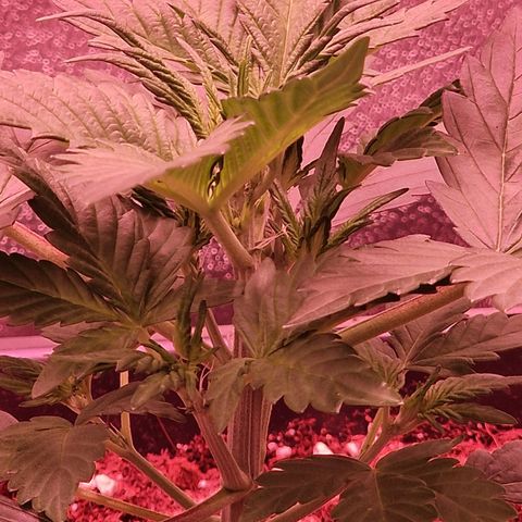 Original Auto White Widow growlog timeline photo